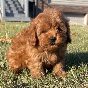 Cavapoo Puppy Bentley
