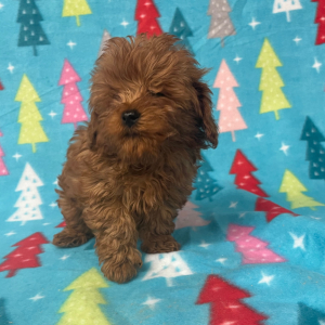 Cavapoo Puppy Bentley