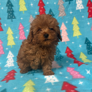 Cavapoo Puppy Bentley