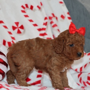 Goldendoodle Puppy Carly
