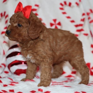 Goldendoodle Puppy Carly