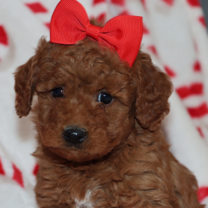 Goldendoodle Puppy Carly