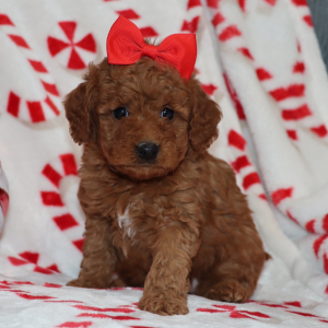 Goldendoodle Puppy Carly