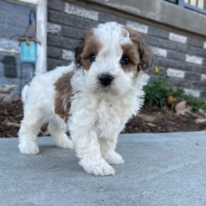 Bichonpoo Puppy Benjie