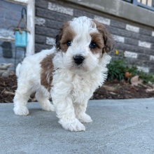 Bichonpoo Puppy Benjie