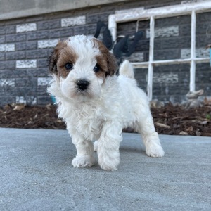 Bichonpoo Puppy Benjie