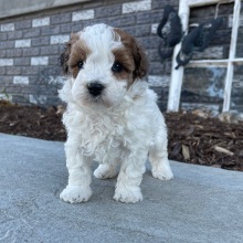 Bichonpoo Puppy Benjie