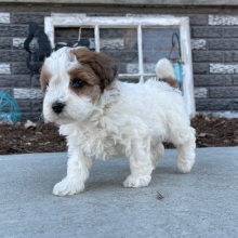 Bichonpoo Puppy Benjie