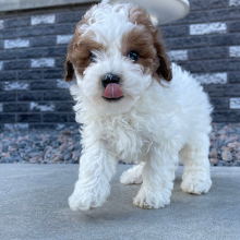 Bichonpoo Puppy Benjie