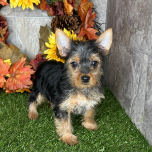 Yorkshire Terrier Puppy Nellie