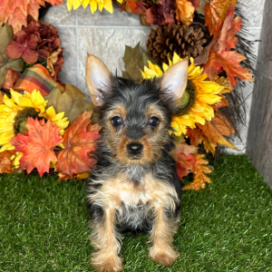 Yorkshire Terrier Puppy Nellie