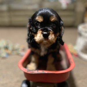 Cavalier King Charles Spaniel Puppy Baxter