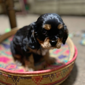 Cavalier King Charles Spaniel Puppy Baxter