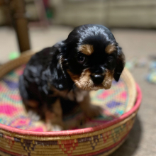 Cavalier King Charles Spaniel Puppy Baxter