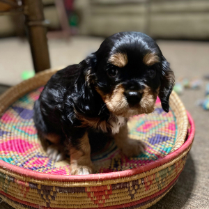 Cavalier King Charles Spaniel Puppy Baxter
