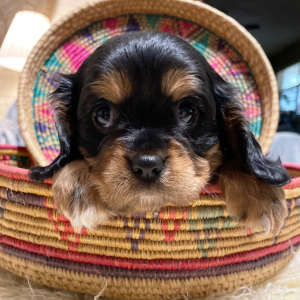 Cavalier King Charles Spaniel Puppy Baxter