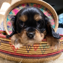 Cavalier King Charles Spaniel Puppy Baxter