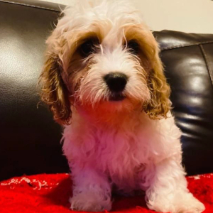 Cavapoo Puppy Iris