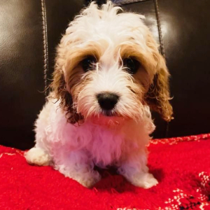 Cavapoo Puppy Iris