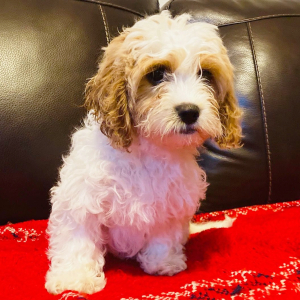 Cavapoo Puppy Iris