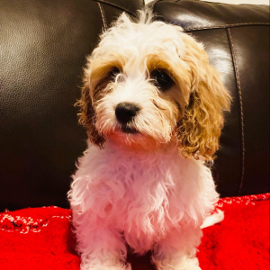 Cavapoo Puppy Iris
