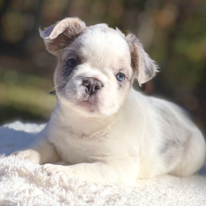 French Bulldog Puppy Fluffy Prada