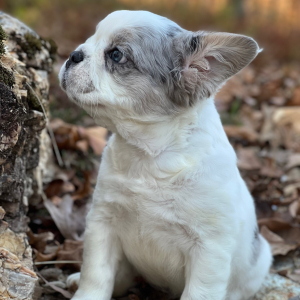 French Bulldog Puppy Fluffy Prada