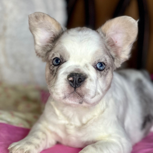 French Bulldog Puppy Fluffy Prada