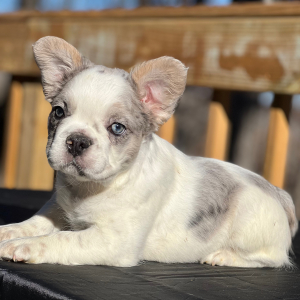 French Bulldog Puppy Fluffy Prada