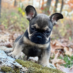 French Bulldog Puppy Muddy Buddy