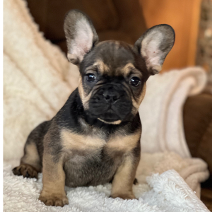 French Bulldog Puppy Muddy Buddy