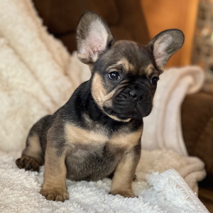 French Bulldog Puppy Muddy Buddy