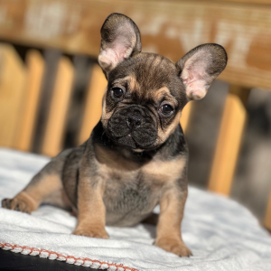 French Bulldog Puppy Muddy Buddy