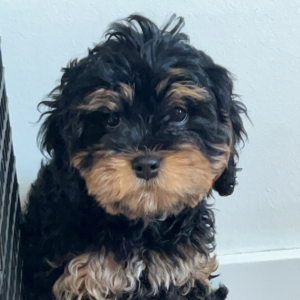 Cavapoo Puppy Benji