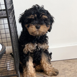 Cavapoo Puppy Benji