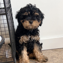 Cavapoo Puppy Benji