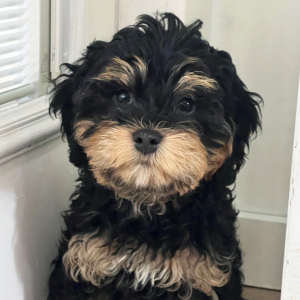 Cavapoo Puppy Benji