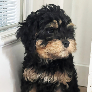 Cavapoo Puppy Benji