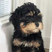 Cavapoo Puppy Benji