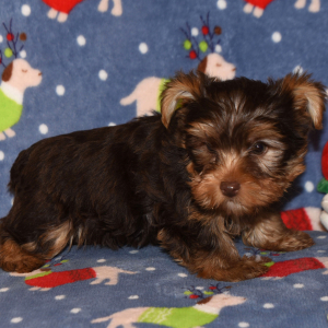 Yorkshire Terrier Puppy Grant