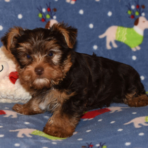 Yorkshire Terrier Puppy Grant