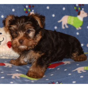 Yorkshire Terrier Puppy Grant