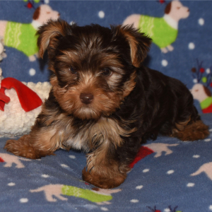 Yorkshire Terrier Puppy Grant