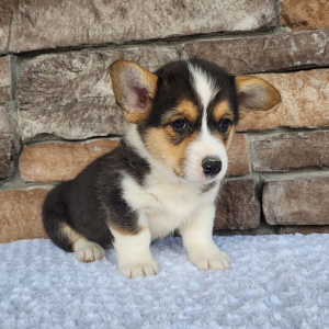 Pembroke Welsh Corgi Puppy Milo