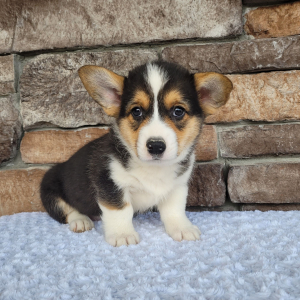 Pembroke Welsh Corgi Puppy Milo