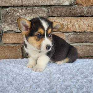 Pembroke Welsh Corgi Puppy Milo