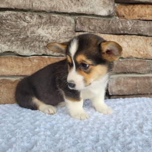 Pembroke Welsh Corgi Puppy Milo