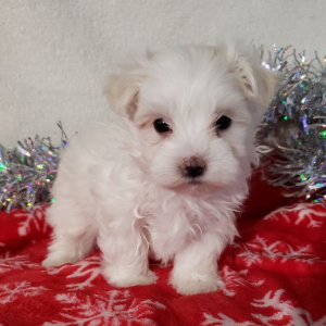 Maltese Puppy Skipper
