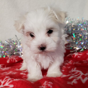 Maltese Puppy Skipper