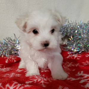 Maltese Puppy Skipper